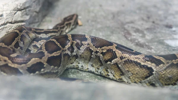 Python em close-up do terrário. Vietnamita Ho Chi Minh Zoo — Fotografia de Stock