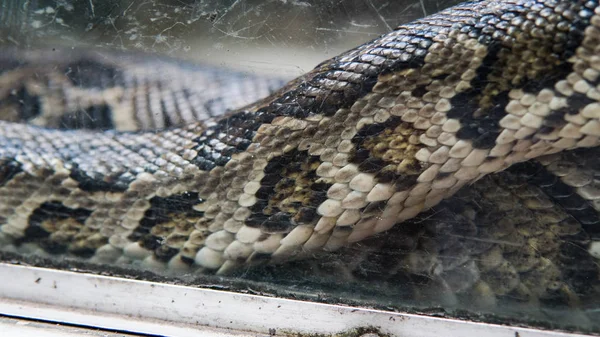 Python em close-up do terrário. Vietnamita Ho Chi Minh Zoo — Fotografia de Stock