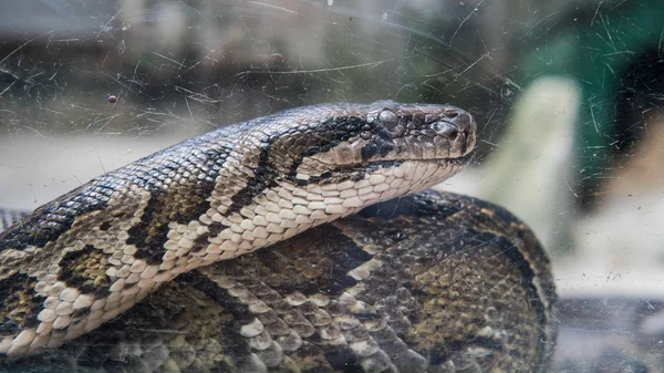Python em close-up do terrário. Vietnamita Ho Chi Minh Zoo — Fotografia de Stock