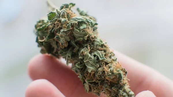 Brotes de marihuana sobre fondo blanco. Primer plano de una flor de marihuana — Foto de Stock
