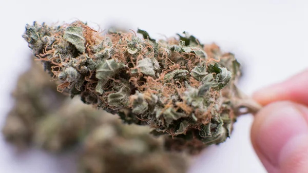 Brotes de marihuana sobre fondo blanco. Primer plano de una flor de marihuana — Foto de Stock