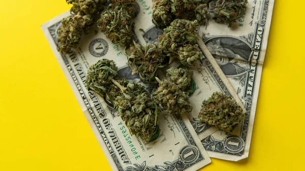 Léčivé pupeny marihuany zblízka. Velké kužely trávy ležící na žlutém pozadí s dolary. — Stock fotografie