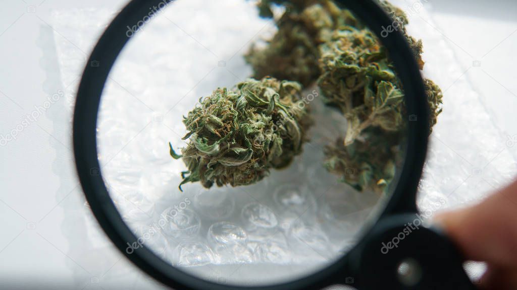High-quality medical buds of marijuana concept