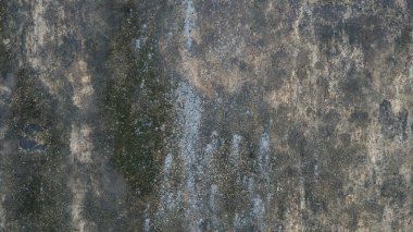  bir harap beton duvar ile yeşil bitkiler ve moss üstünde o. Terk edilmiş eski bir bina