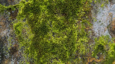  bir harap beton duvar ile yeşil bitkiler ve moss üstünde o. Terk edilmiş eski bir bina