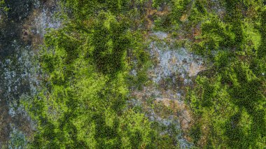  yeşil yosun yakın çekim beton duvarla dokusuna. 