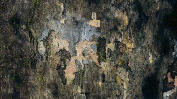 緑の苔のクローズ アップでコンクリートの壁のテクスチャ. — ストック写真