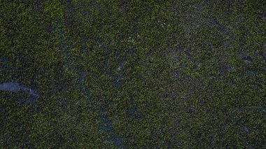 bir harap beton duvar ile yeşil bitkiler ve moss üstünde o. Terk edilmiş eski bir bina