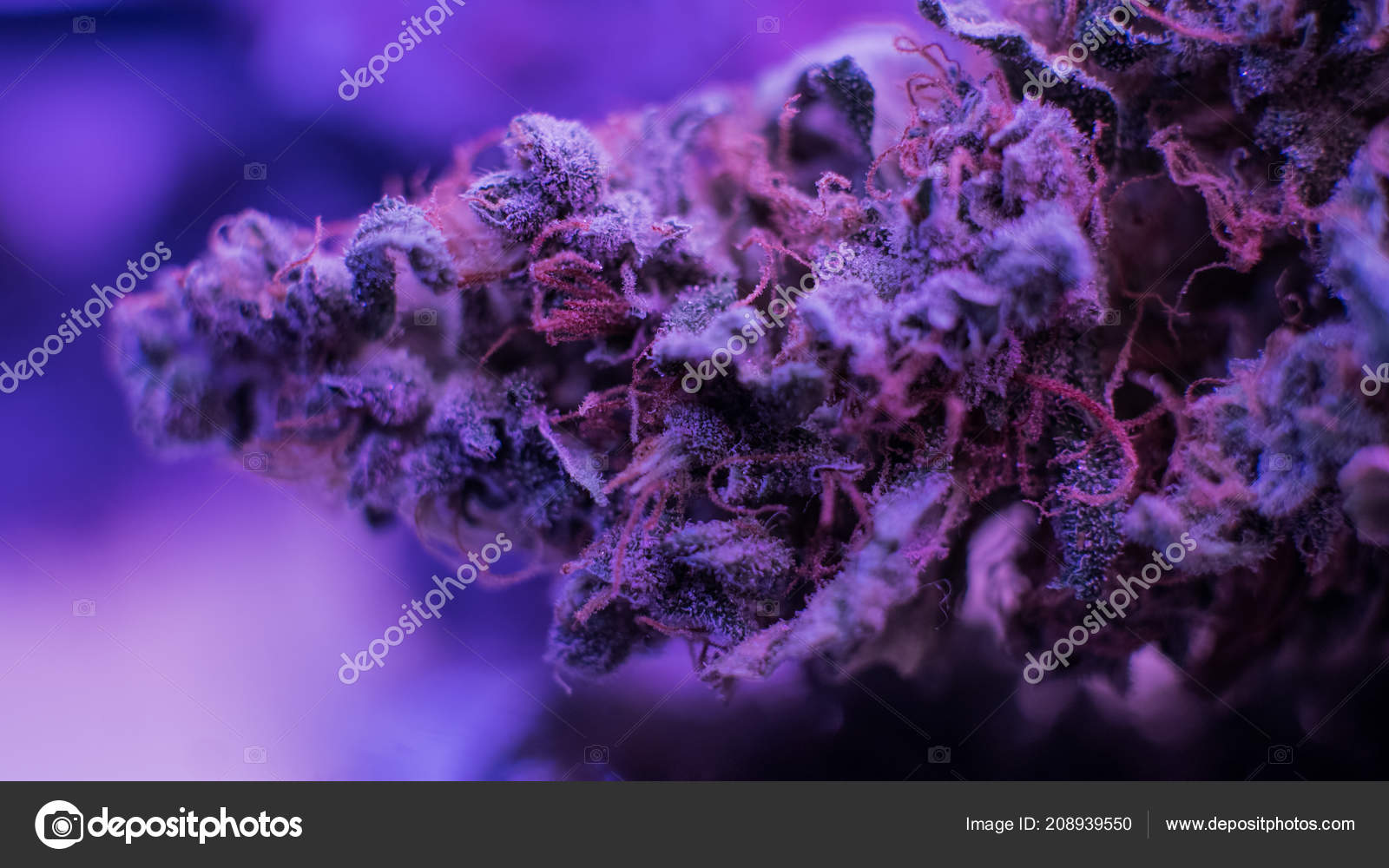 Meilleures souches de marijuana bourgeons. Brume violette, Indica, Sativa,  OG, Kush — Photo de stock par ©vasilevkirill - 208939550, image size:1600x1000