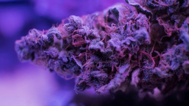 En iyi esrar suşları tomurcukları. Mor Haze Indica Sativa, Og, Kush