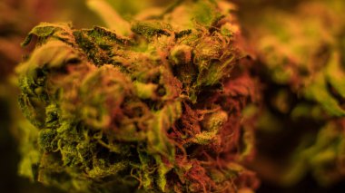 Nasıl büyük esrar tomurcukları büyümeye. Esrar tomurcukları hasat