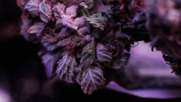 Legjobb marihuána törzs rügyek. Purple Haze, Indica, Sativa, Og Kus — Stock Fotó