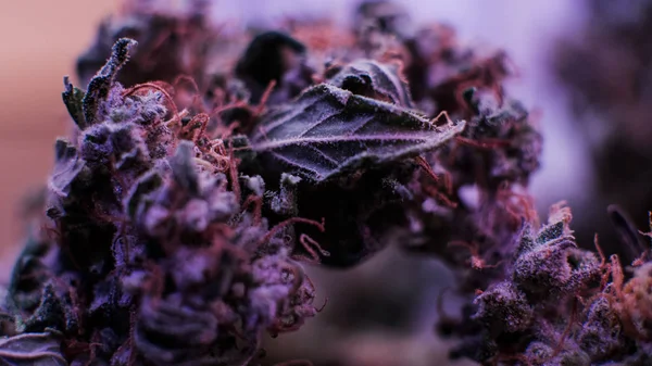 Botões de maconha macro. Estirpes de maconha medicinal 2018 — Fotografia de Stock