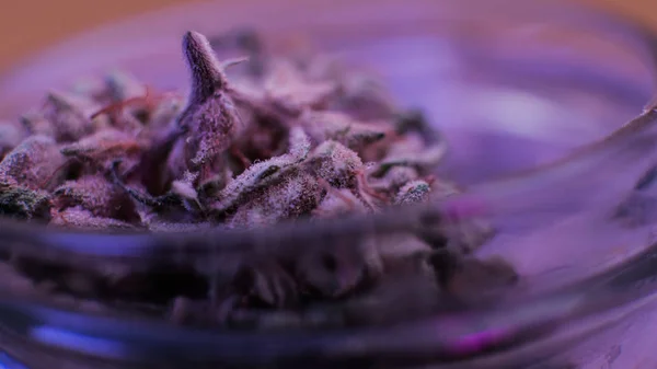 Cómo cultivar enormes cogollos de marihuana. Cosecha de cogollos de marihuana — Foto de Stock