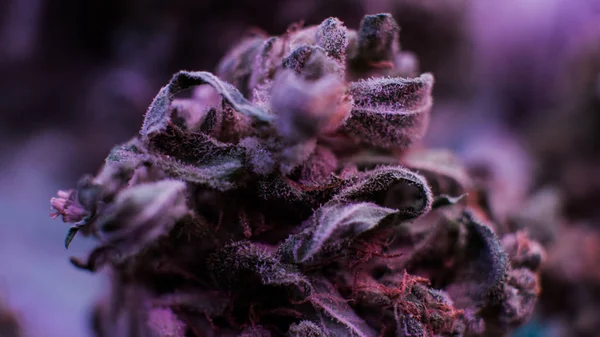 Botões de maconha macro. Estirpes de maconha medicinal 2018 — Fotografia de Stock