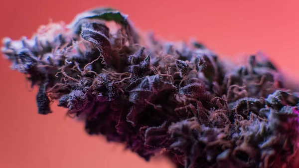 Melhores botões de marijuana. Purple Haze, Indica, Sativa, OG, Kush — Fotografia de Stock