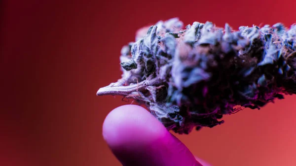 Odling av marijuana i detaljer. Legalisera i Usa — Stockfoto