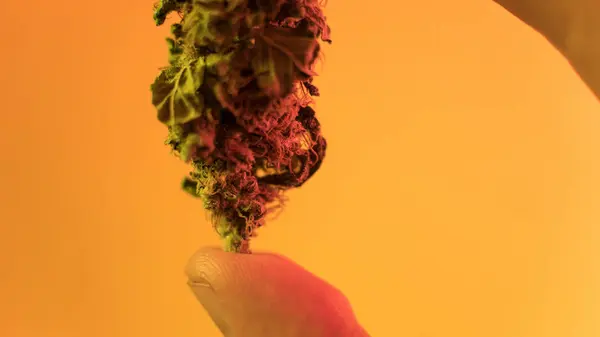 Macro marihuana toppen. Medische marihuana stammen 2018 — Stockfoto