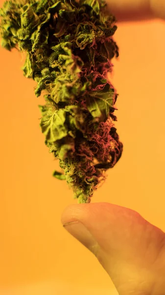 Brotes de marihuana macro. Cepas de marihuana medicinal 2018 —  Fotos de Stock