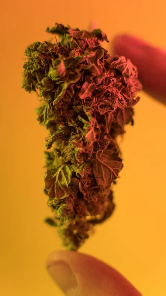Close Up Marijuana Buds en mano de hombre con un fondo cálido. Brote de marihuana medicinal —  Fotos de Stock