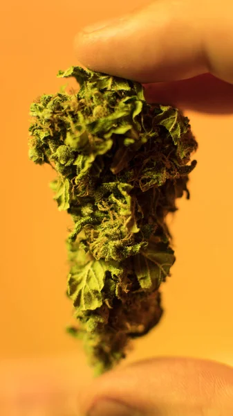 Cannabis medicinal em pacote envoltório psiquiatra do dispensário — Fotografia de Stock