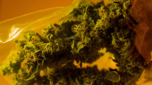 Buds de marijuana bolso de plástico close-up. Melhores estirpes de maconha 2018 — Fotografia de Stock