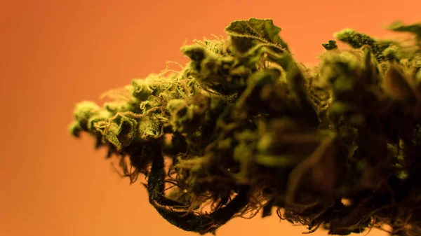 Marihuana pąki w rasta mans ręce szczegół .medical marihuany ambulatorium koncepcja — Zdjęcie stockowe