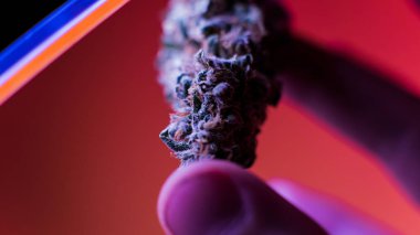 En iyi esrar suşları tomurcukları. Mor Haze Indica Sativa, Og, Kush