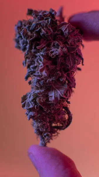 Cultivo de marihuana en detalle. Legalizar en Estados Unidos — Foto de Stock