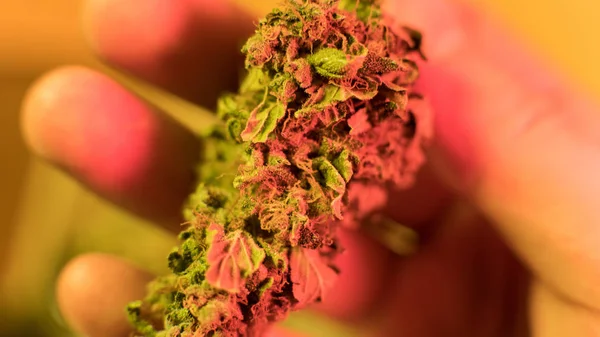 Brotes de marihuana en manos de rasta mans close-up .medical marijuana dispensary concept —  Fotos de Stock