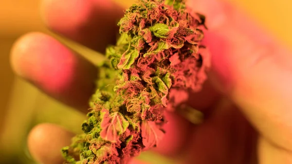 Marihuana-Knospen in den Händen von Rastamann aus nächster Nähe. medizinisches Marihuana-Verteilungskonzept — Stockfoto