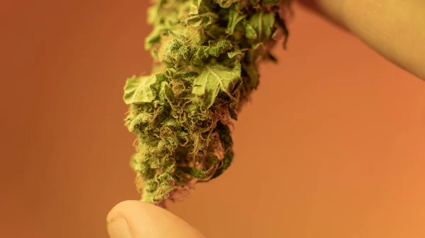 Close Up Marijuana Buds en mano de hombre con un fondo cálido. Brote de marihuana medicinal —  Fotos de Stock