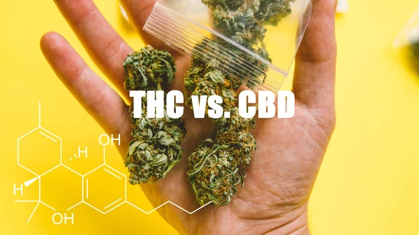 Esrar - ot yakın çekim avuç. Esrar tomurcukları Satılık