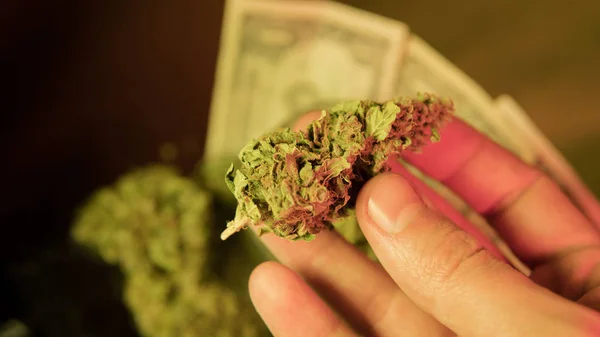 Odling av marijuana i detaljer. Legalisera i Usa — Stockfoto