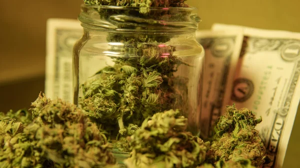 Bagaimana Menumbuhkan Buds Marijuana Besar Ganja Buds Harvest — Stok Foto