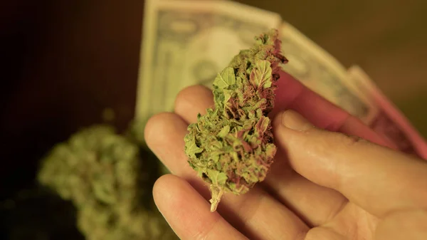 Πώς να αυξάνεται μπουμπούκια τεράστια μαριχουάνα. Συγκομιδή μπουμπούκια μαριχουάνα — Φωτογραφία Αρχείου