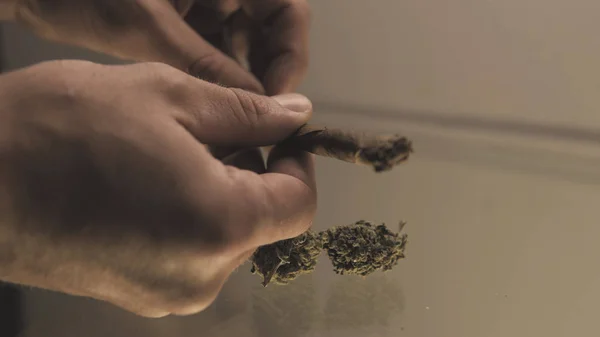 Rolar um brotos de ervas daninhas contundente em mãos homem close-up. torção conjunta com os botões de maconha dentro . — Fotografia de Stock