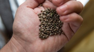 Esrar Tohumları yakın çekim. Millenial insanlar için sağlıklı kenevir tohumu 