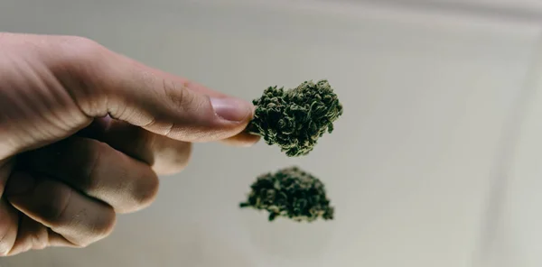 Los brotes de marihuana se acercan. manos de los hombres están considerando yemas de marihuana antes de fumar — Foto de Stock