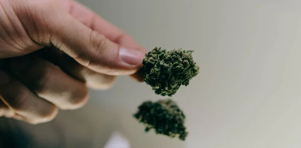 Botões de erva fecham. mãos dos homens estão considerando botões de maconha antes de fumar — Fotografia de Stock