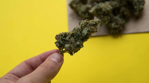 Un puñado de marihuana, hierba de cerca. Brotes de marihuana en venta — Foto de Stock