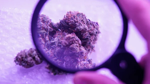 Capullos médicos de alta calidad del concepto de marihuana —  Fotos de Stock