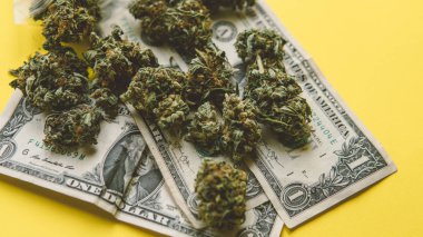 Closeup trichomes esrar üzerinde. Küçük işletme marihuana Dispanseri Amerika Birleşik Devletleri.