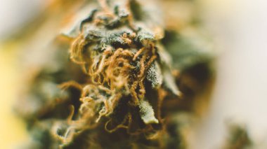 Küçük işletme marihuana Dispanseri Unated States.Marijuana tomurcukları satılık içinde