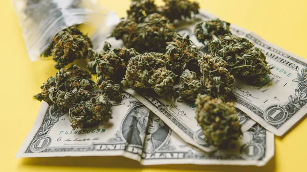 (Inggris) Handful of marijuana - weed close-up. Ganja tunas untuk dijual — Stok Foto