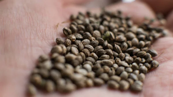 Семена марихуаны крупным планом. Здоровые семена конопли для людей тысячелетия — стоковое фото