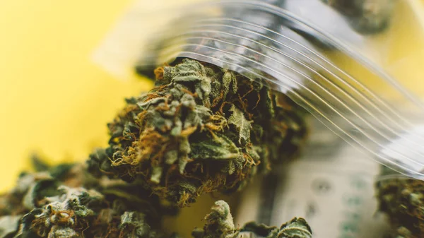 問 States.Marijuana の芽の販売のための中小企業のマリファナの薬局 — ストック写真