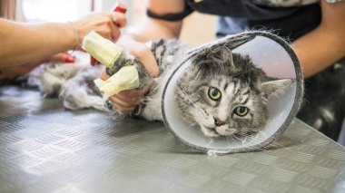 salonda kedi saç kesimi