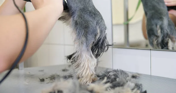Aparamento grooming profissional do yorkshire terrier close-up . — Fotografia de Stock