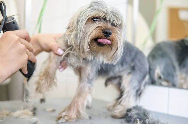 Corte de pelo recorte yorkshire terrier en el primer plano del salón . — Foto de Stock